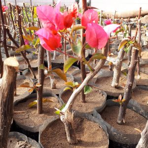 بهترین گل فروشی در گلخانه سورن رفسنجان (1)